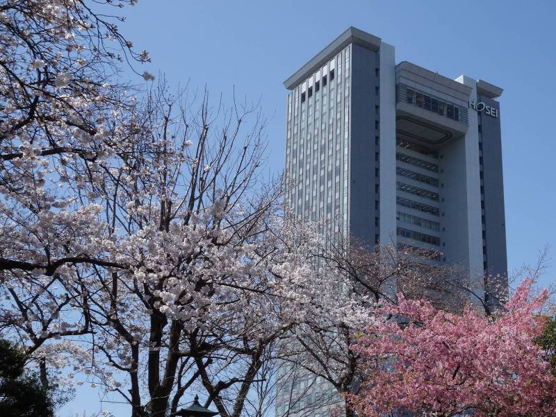 桜と法政大学ボアソナードタワーなど